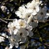 Bio Bachblüten Cherry Plum / Kirschpflaume