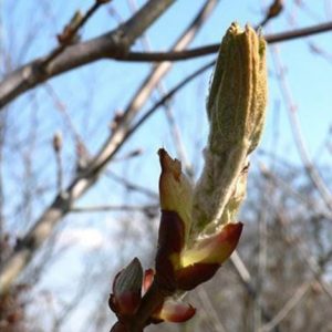 Bio Bachblüten der Chestnut Bud / Kastanie