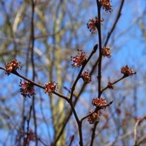 Bachblüten Bio Elm Ulme