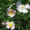 Wild Rose/ Hundsrose Nr. 37 Bio Bachblüten Tropfen original englische Qualität